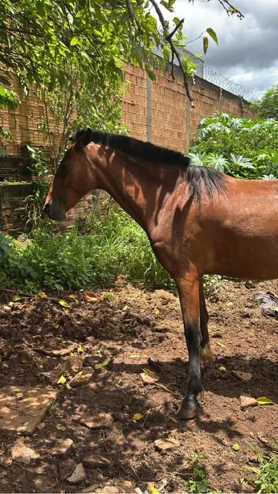 Égua Campolina  - Foto 2