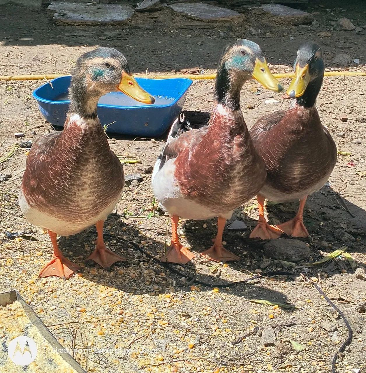 Ovos de galinha e marreca frescos - qualidade impecável - Foto 2