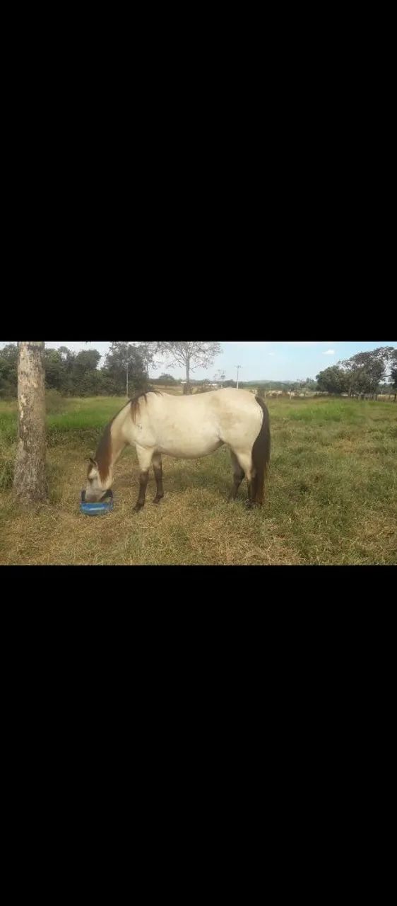 Potro quarto de milha  - Foto 5