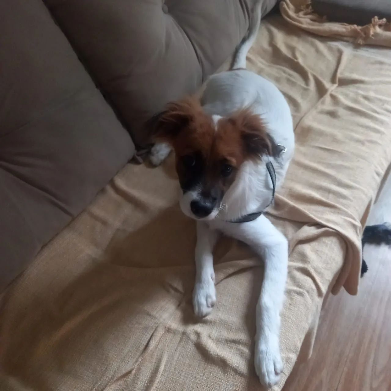 Cachorro mistura de Border Collie