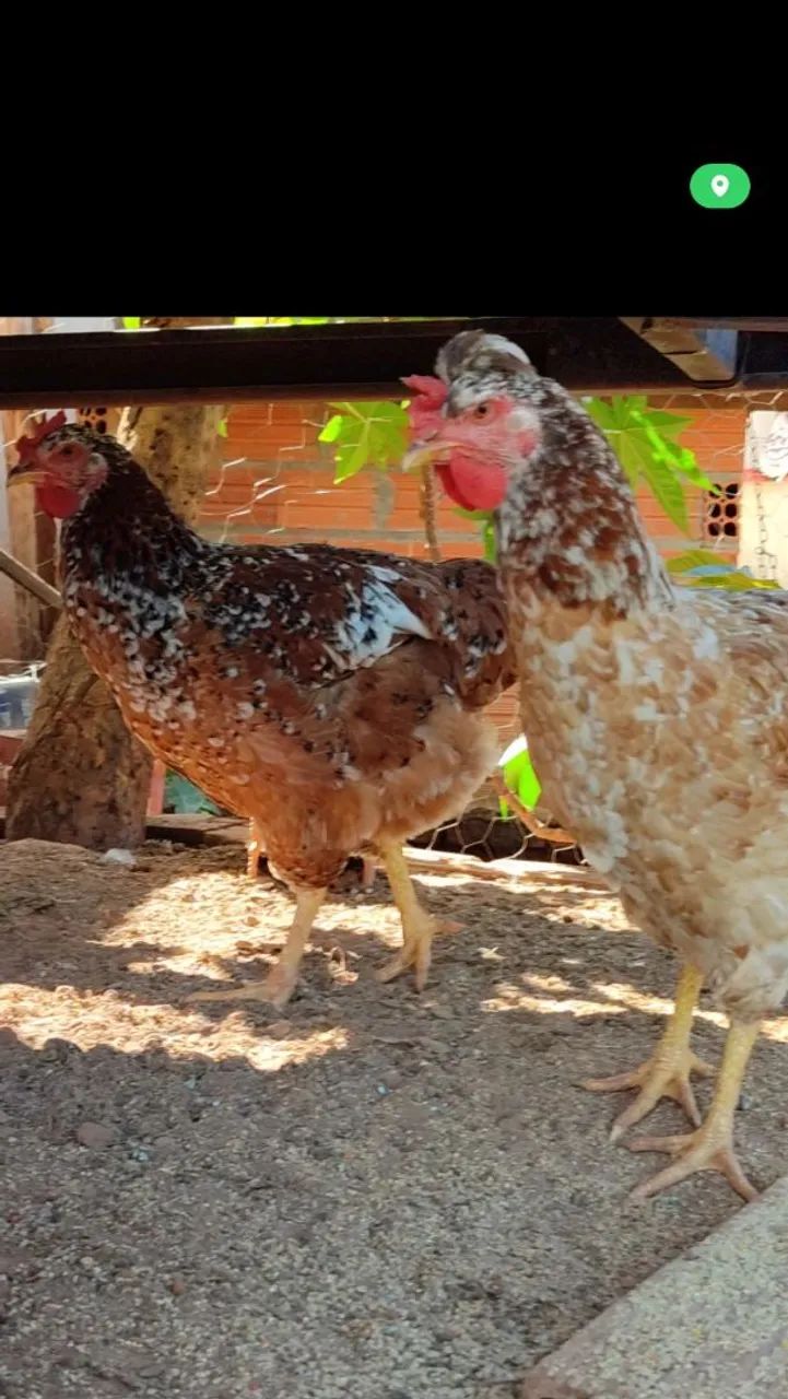 Galinha sertaneja balão  - Foto 4