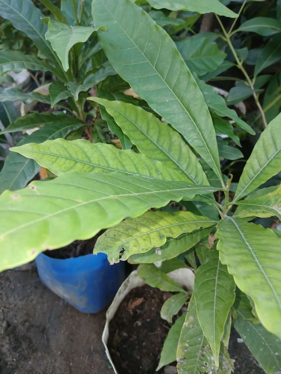 Muda de Frutífera Abiu  - Foto 3