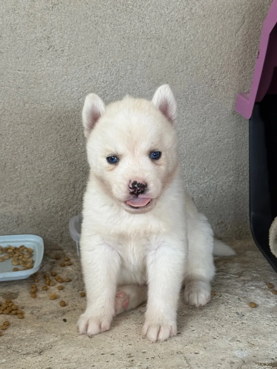 Filhote de Husky Siberiano - Olhos Azuis!