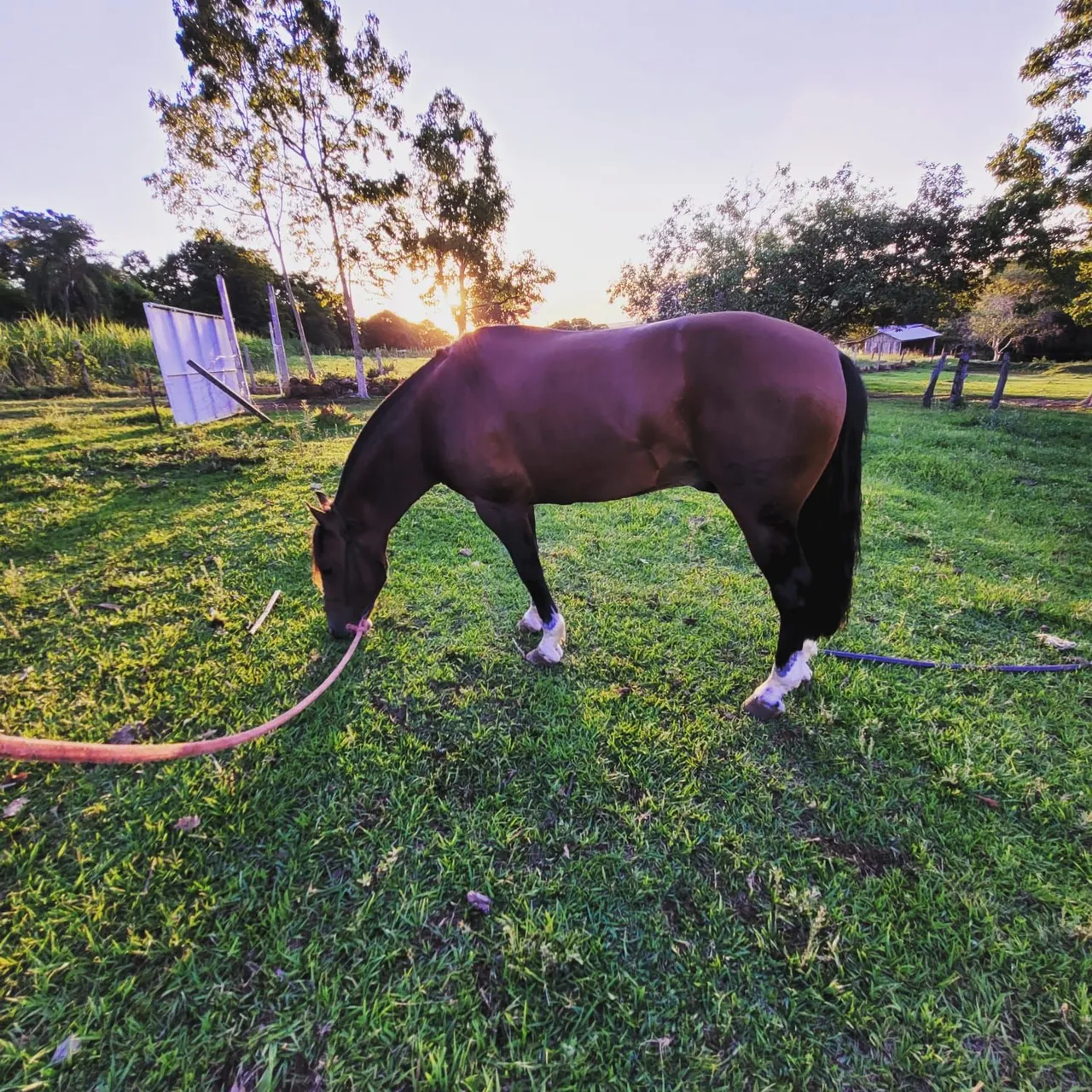 Cavalo crioulo