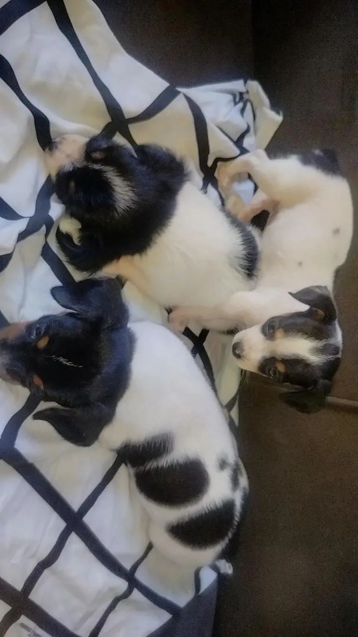 Filhotes de cachorro - Foto 3