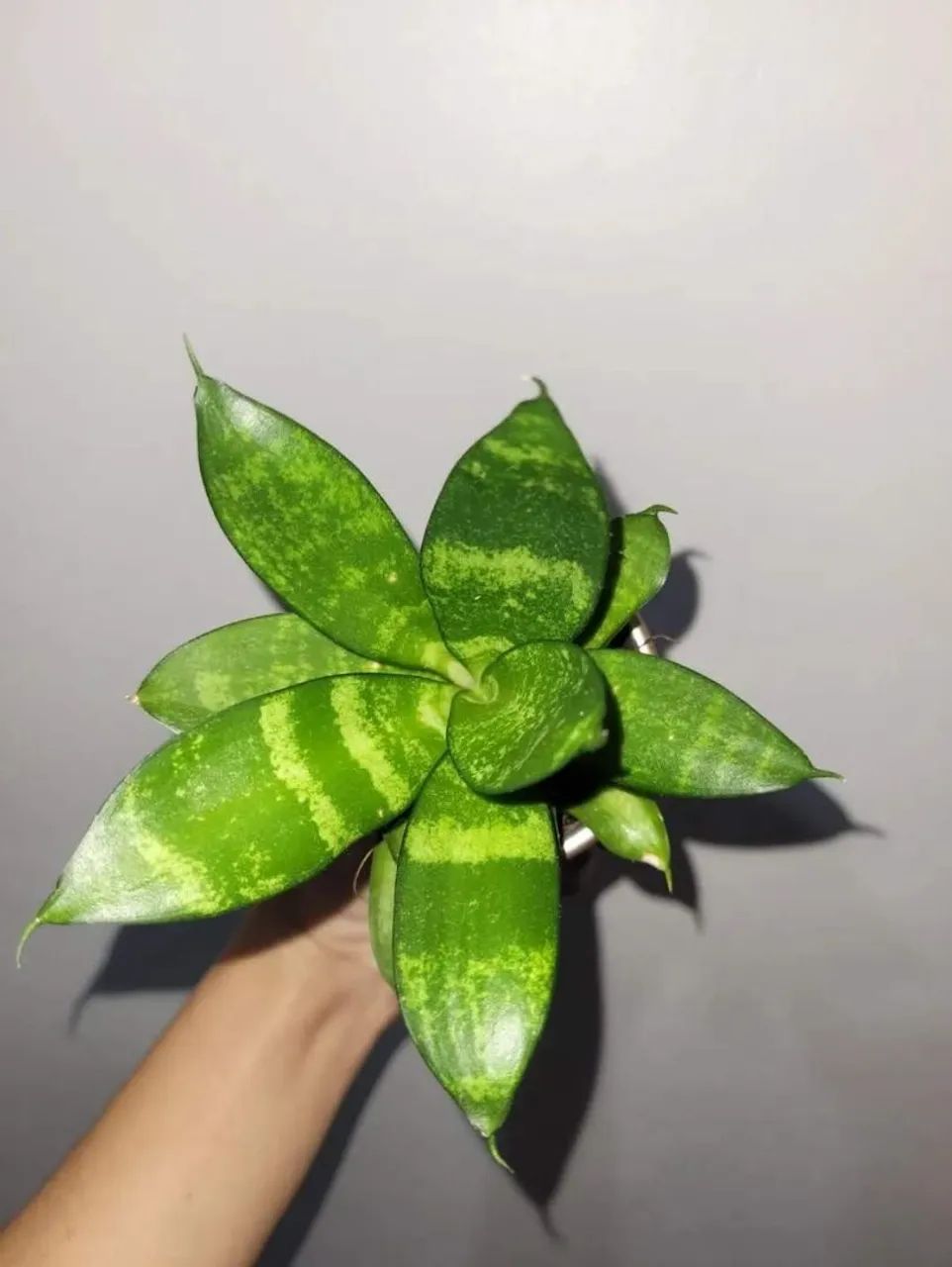 Sansevieria Cylindrica - Linda planta para seu lar!
