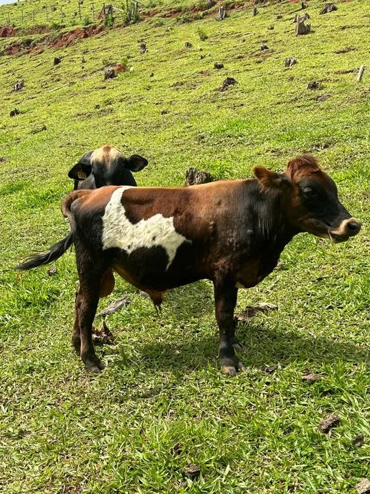 Mini Touro, mini boi  - Foto 3