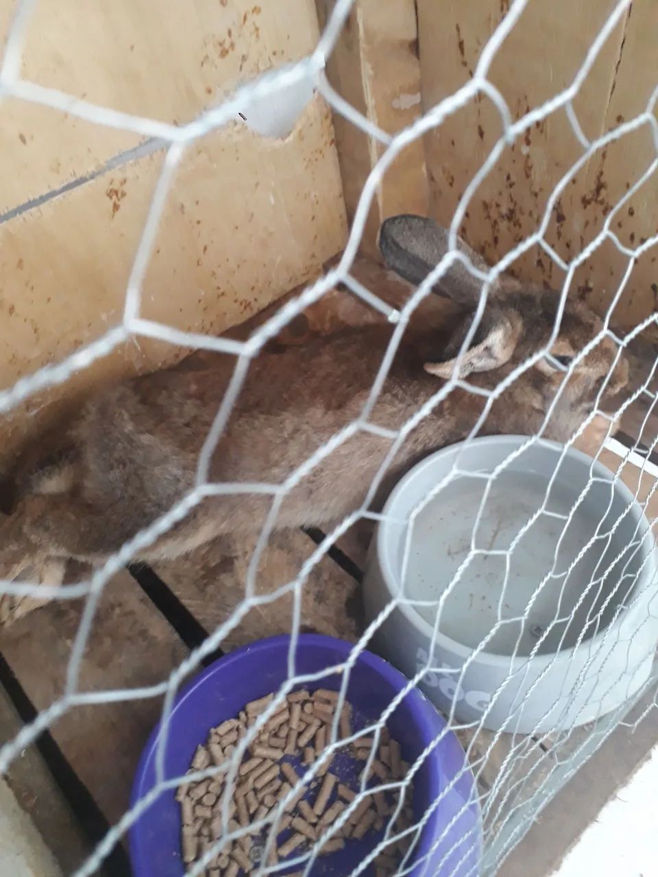 Coelho marrom - Foto 3