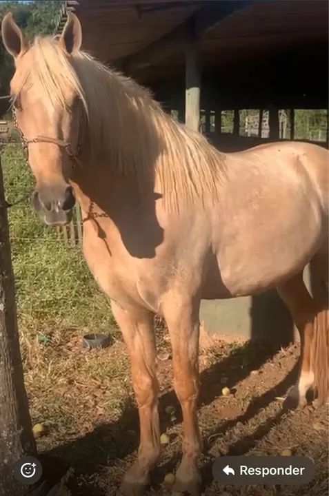 Cobertura garanhões mangalarga marchador  - Foto 4