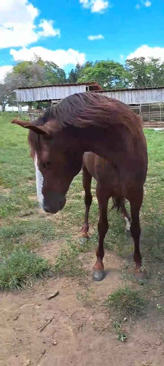 Vendo Potro mangalarga marchador  - Foto 6
