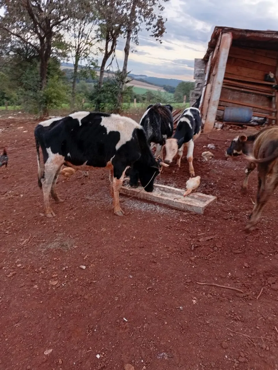 Vacas leiteiras