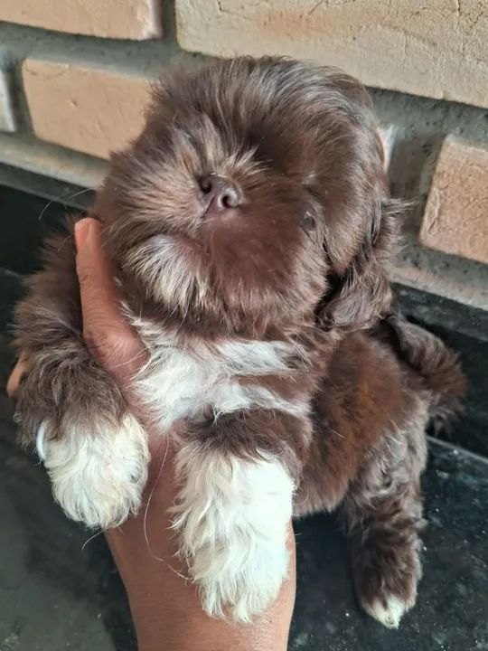 Filhote de Shitzu Shiatsu chetos Shih Tzu macho - Foto 4