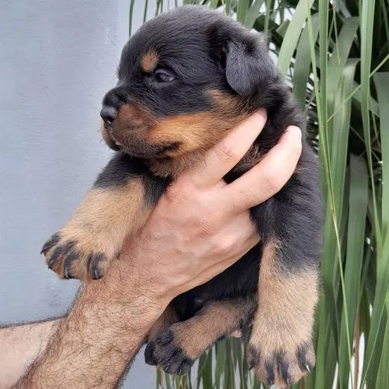 Rottweiler alto padrão