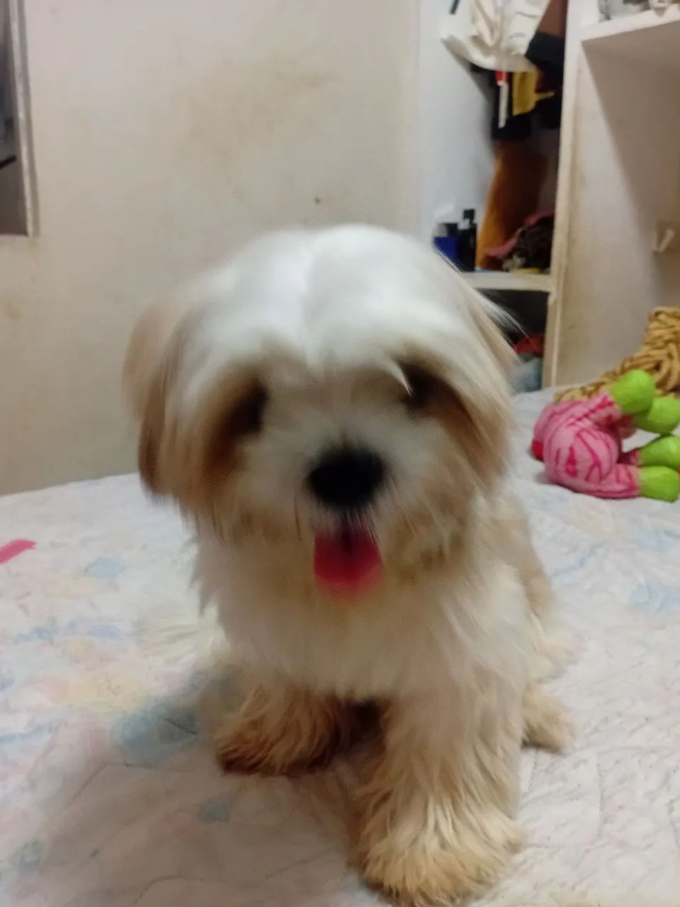 Procuro uma namorada 