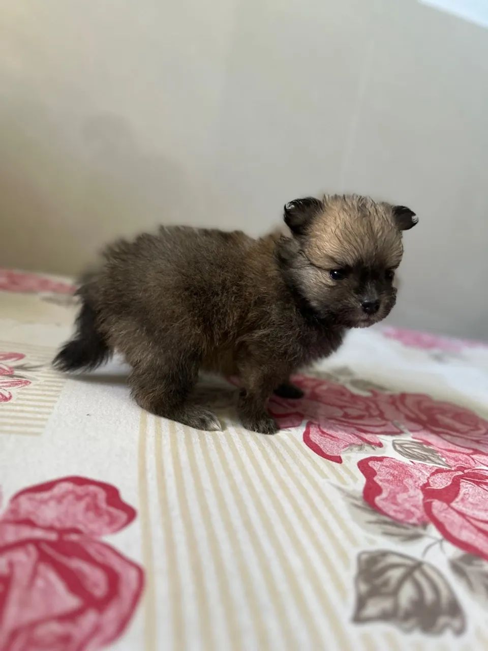 Spitz alemão (Lulu da pomerânia) - Foto 5
