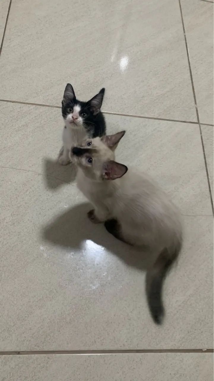 Gatas pra Doação  - Foto 4