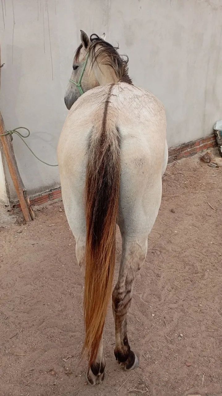 Égua pra vender ligeiro animal de procedência. - Foto 2