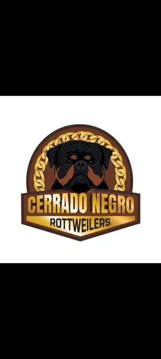 Rottweiler de alta qualidade 