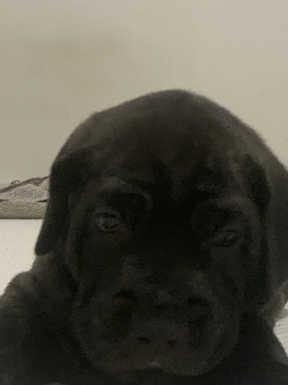 Filhote de Cane Corso - Puro Sangue