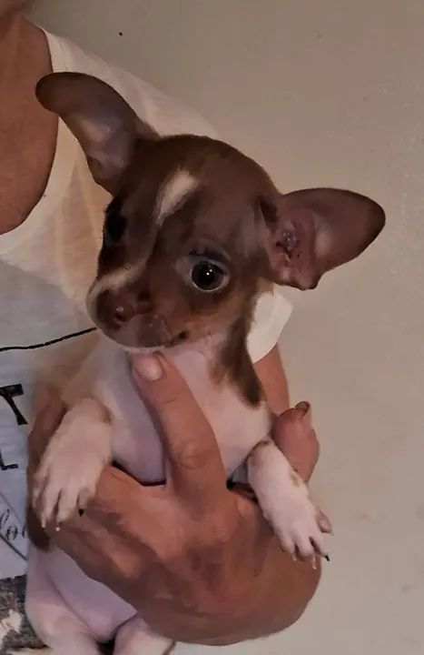 Pinscher Miniatura Fêmea Zero Zero Muito Pequena Leia O Anúncio 