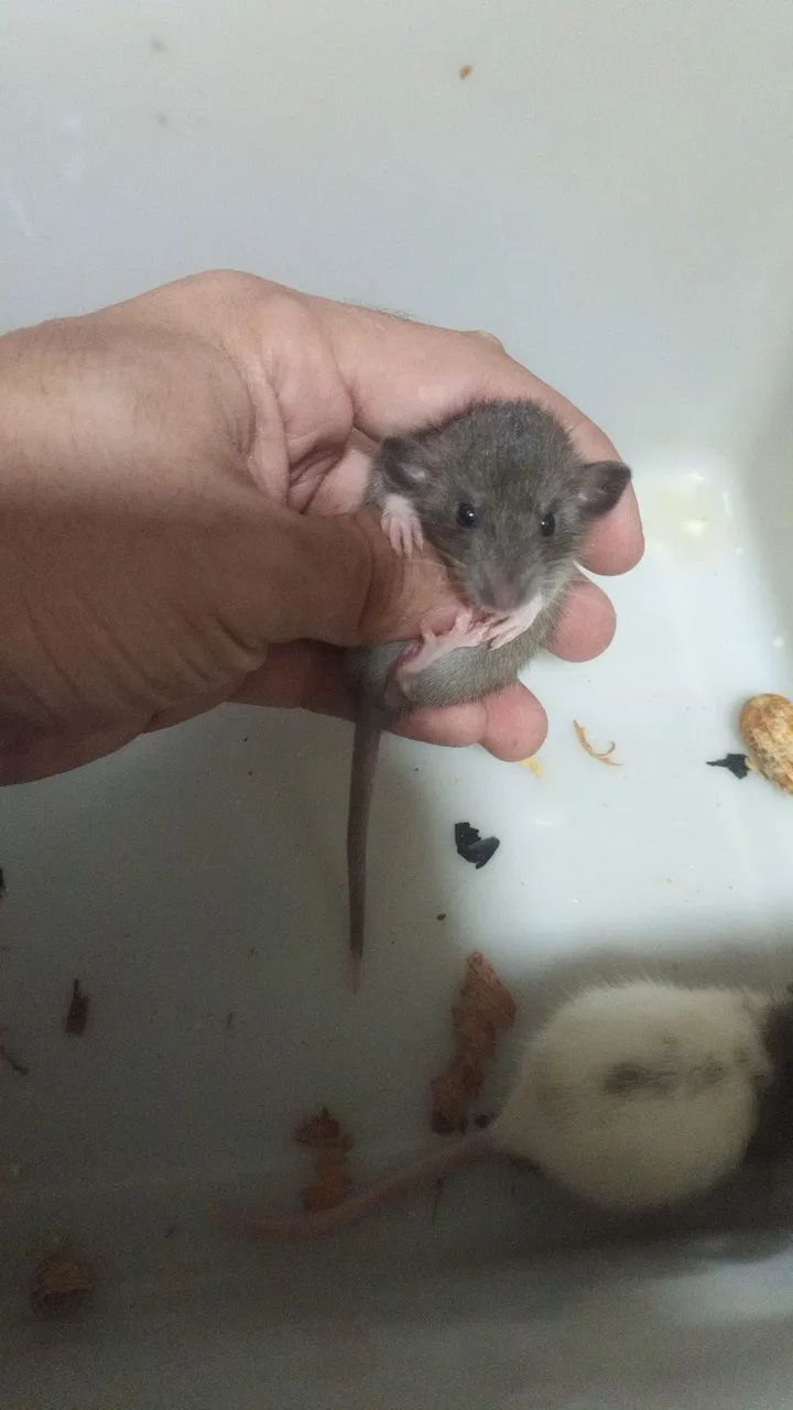 <br>Procurando um pet inteligente,sociável e super carinhoso ?