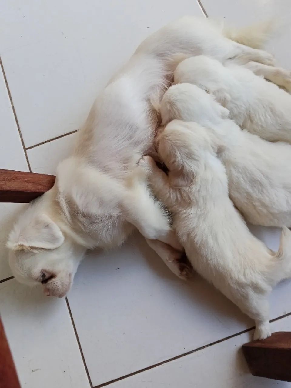 Filhotes Raros de Pequinês Albino  - Foto 5
