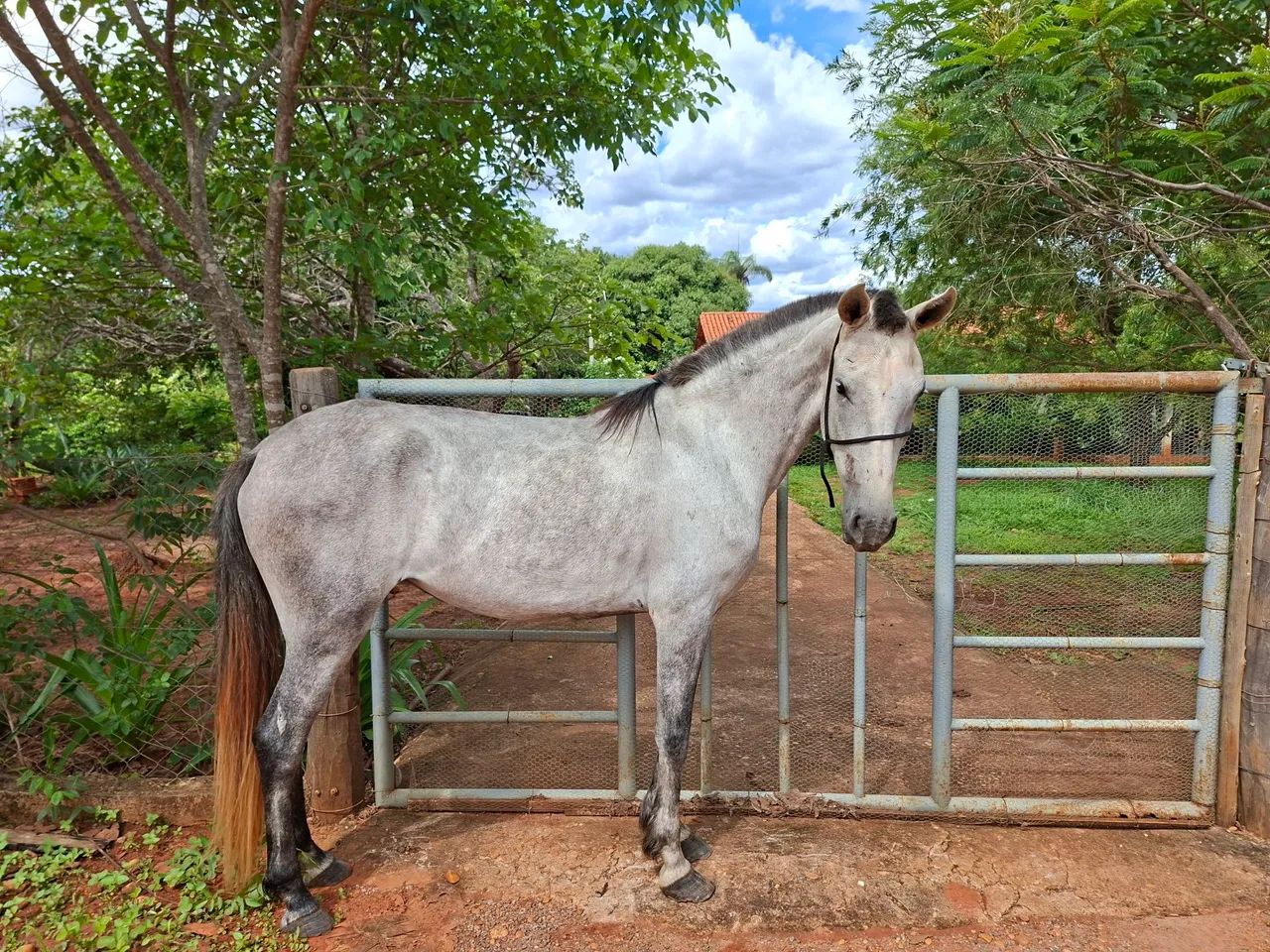 Égua Mangalarga  - Foto 2