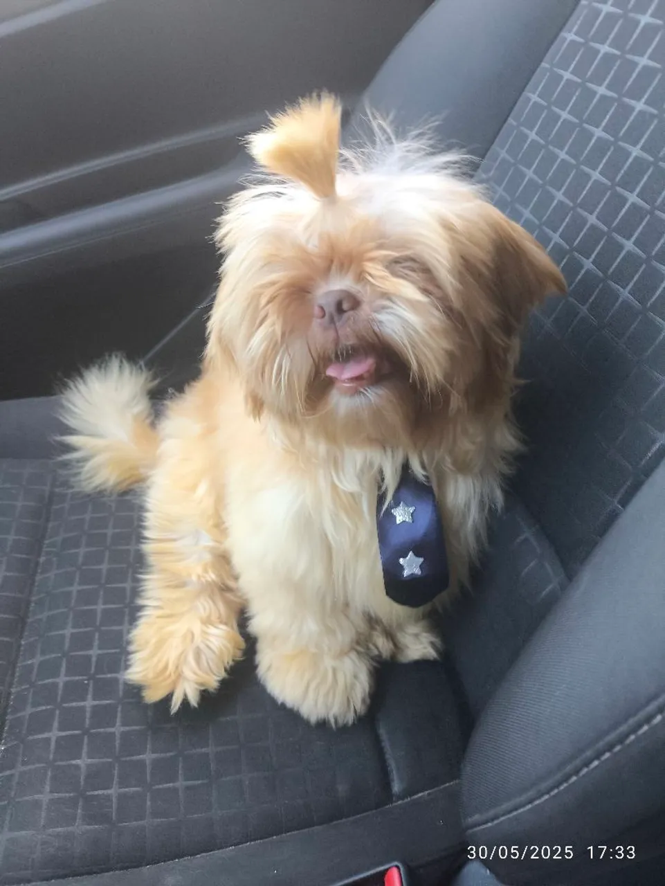 Shih Tzu Charmoso com Gravata padreador