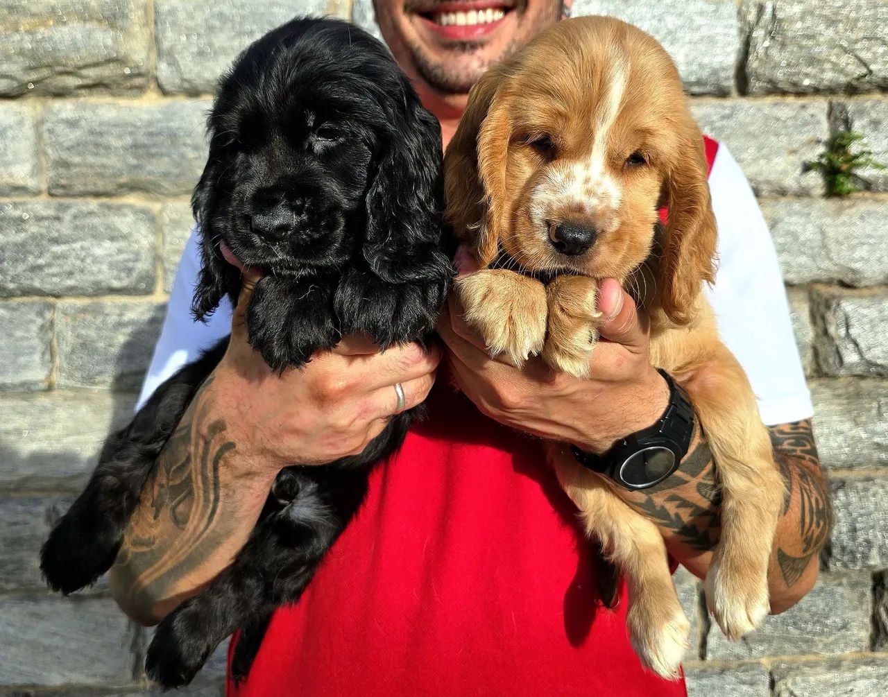 Filhotes de Cocker Spaniel de ALTO PADRÃO - Foto 2