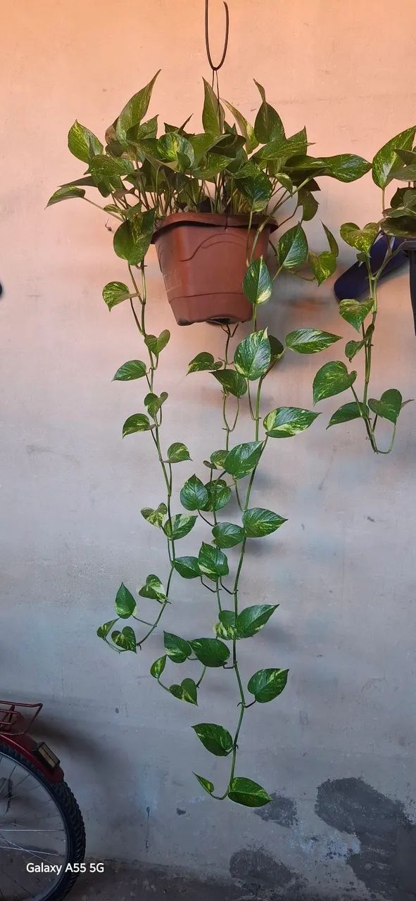 Planta jiboia  - Foto 2