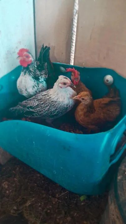 Casal de Mini Garnize - Foto 3