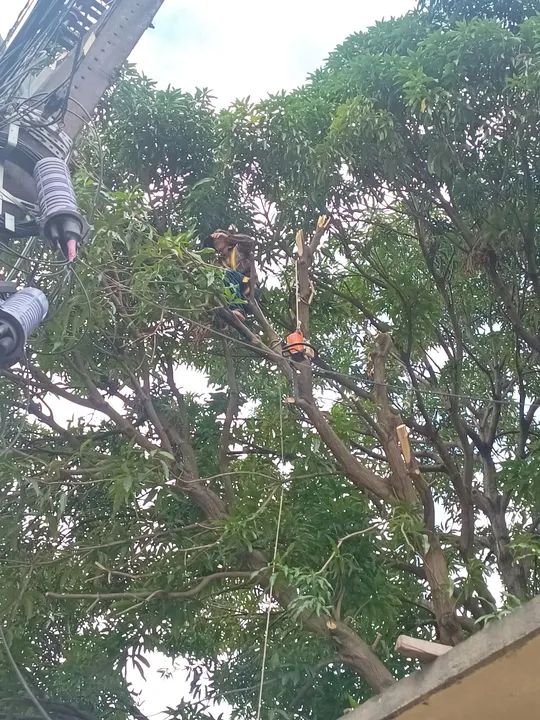 Limpeza de terreno  - Foto 2