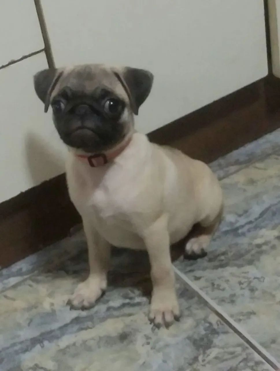 Filhote de Pug para venda - Foto 3