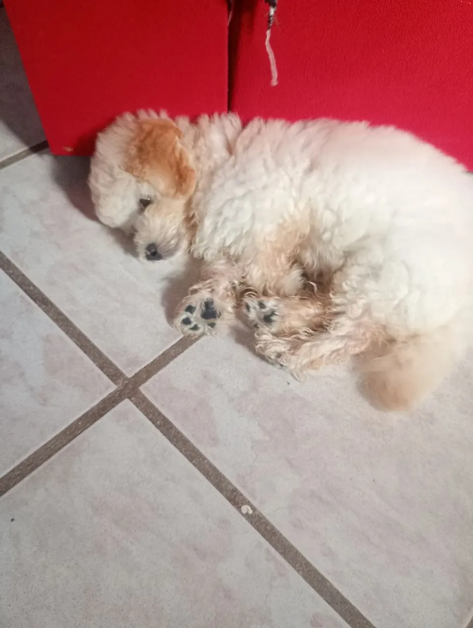 Filhote de Poodle