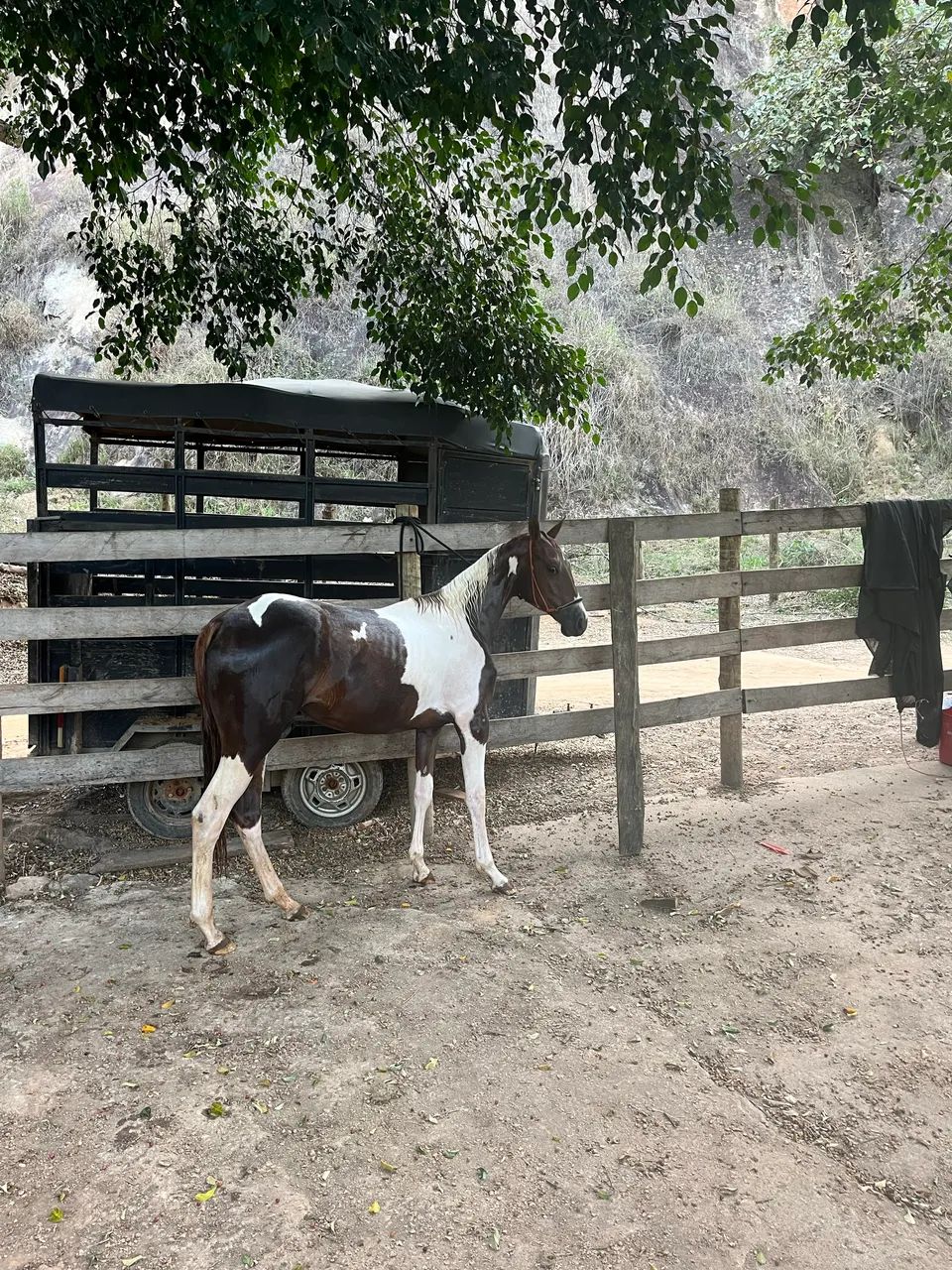 Potra Paint Horas  - Foto 4