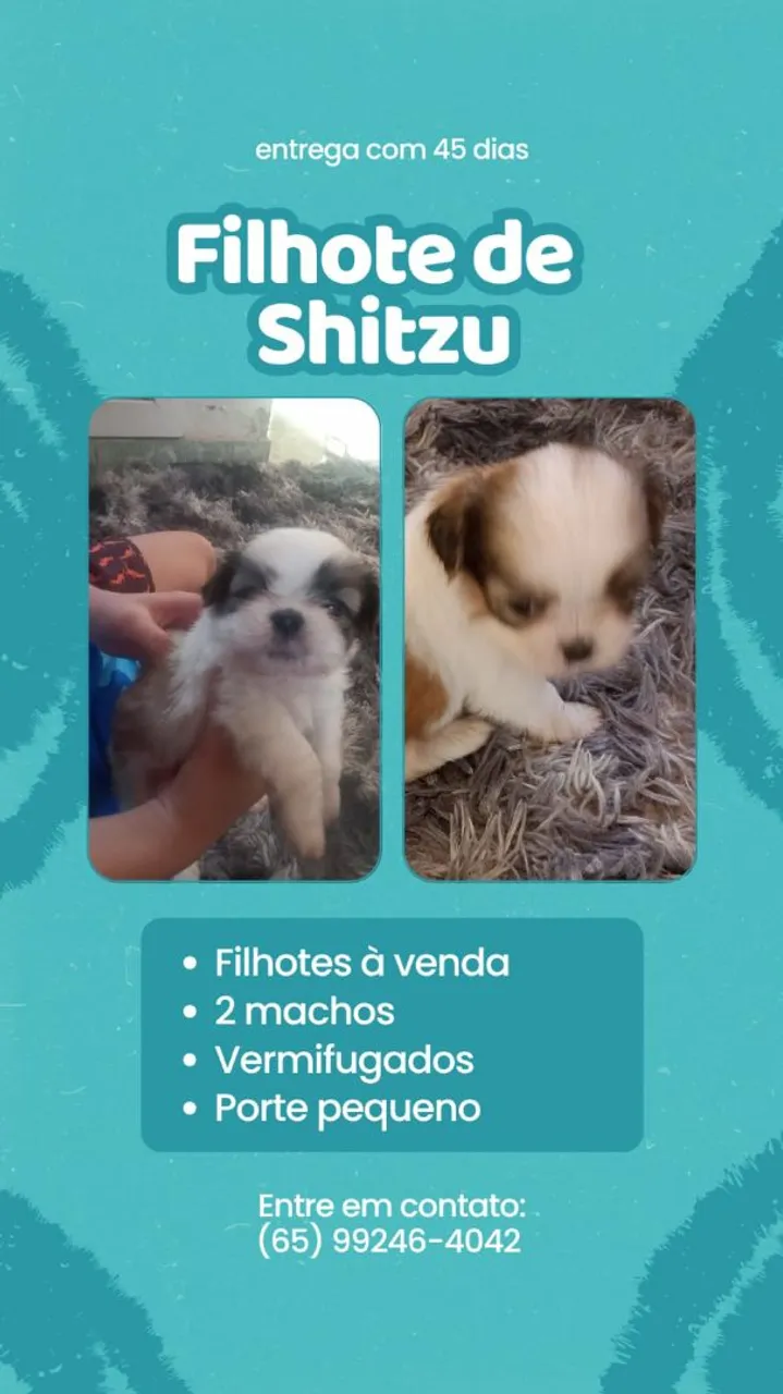 Filhotes de Shih Tzu à venda