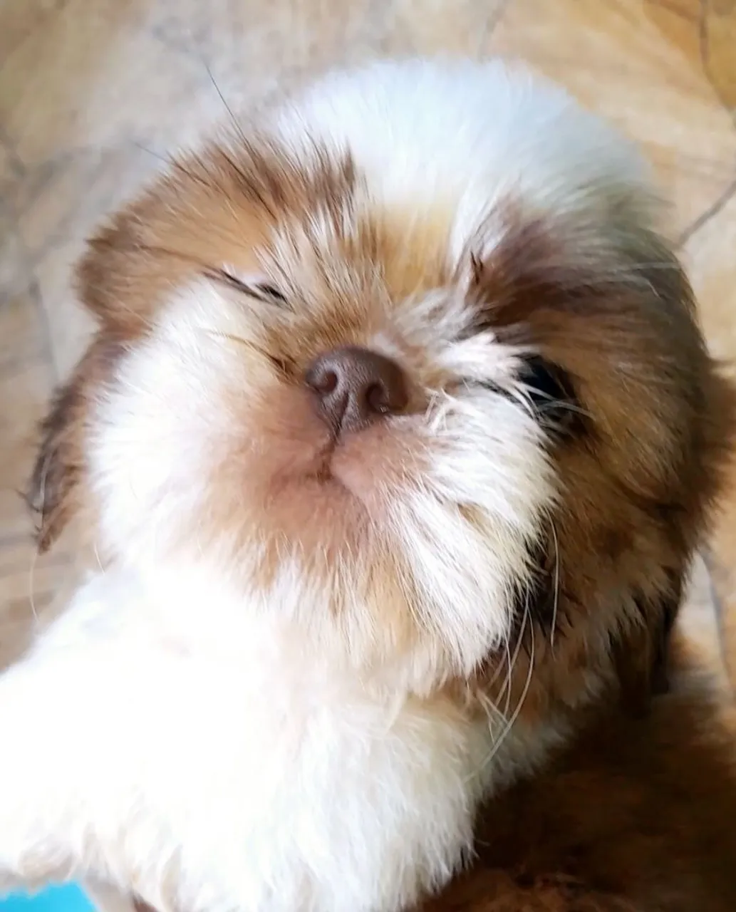 Filhote Shih Tzu