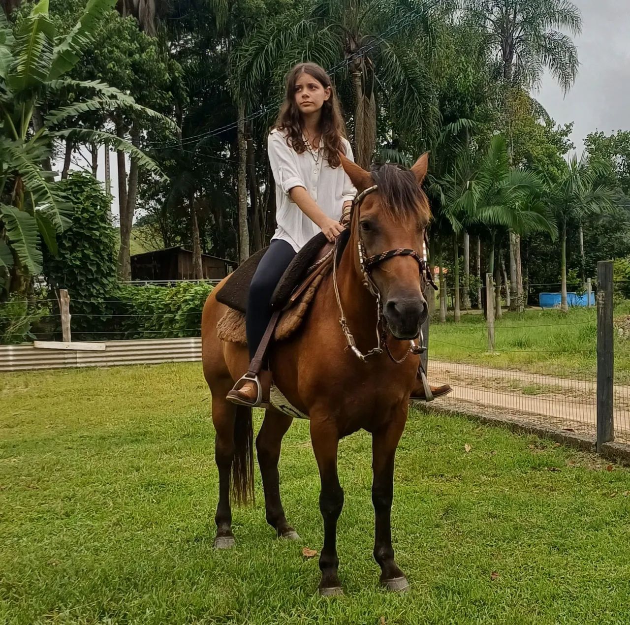 Egua e cavalo venda ou troca
