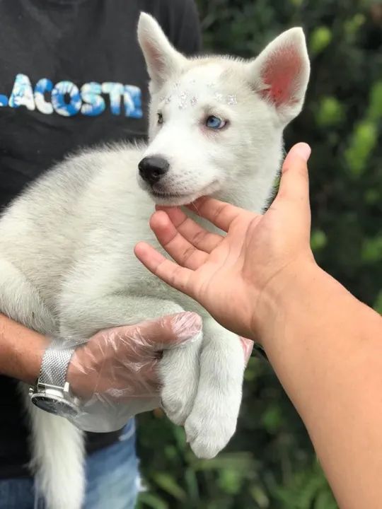 Husky Siberiano branco maravilhoso olhos azuis- Filhote já vacinado (V10 importada) - Foto 2