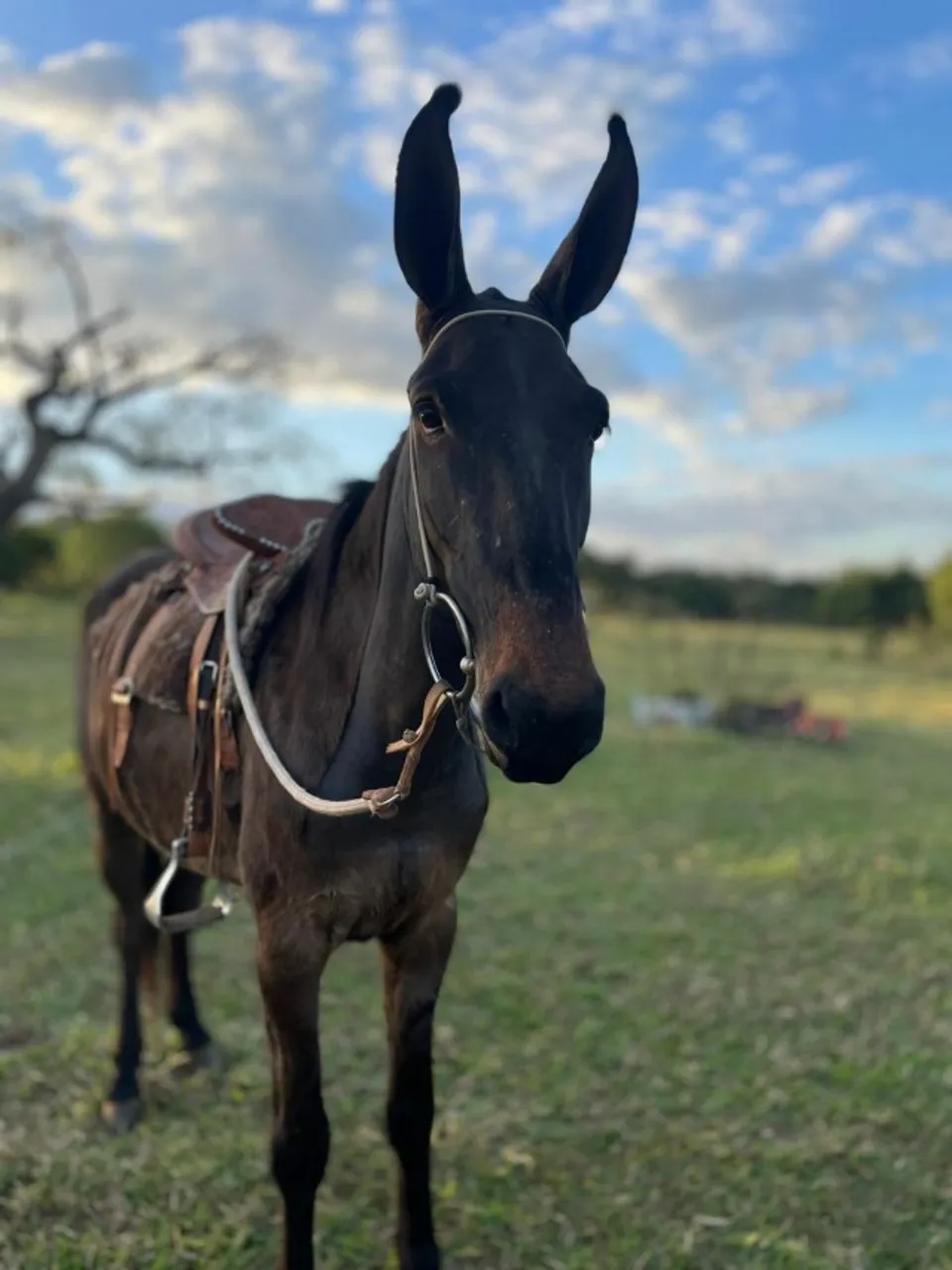 Burro 5 anos Filho do JERICÓ PINGO D?AGUA