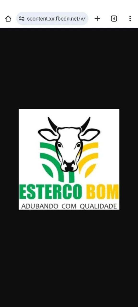 Mudas de tamareira ( Tamara) - Foto 2