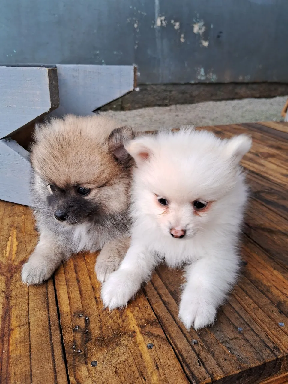 Filhotes de Spitz Alemão - Uma fofura!