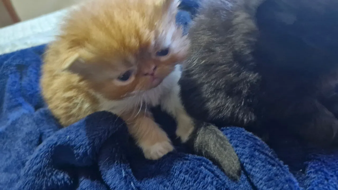 Gatinho Persa Bebê Lindo e Fofinho