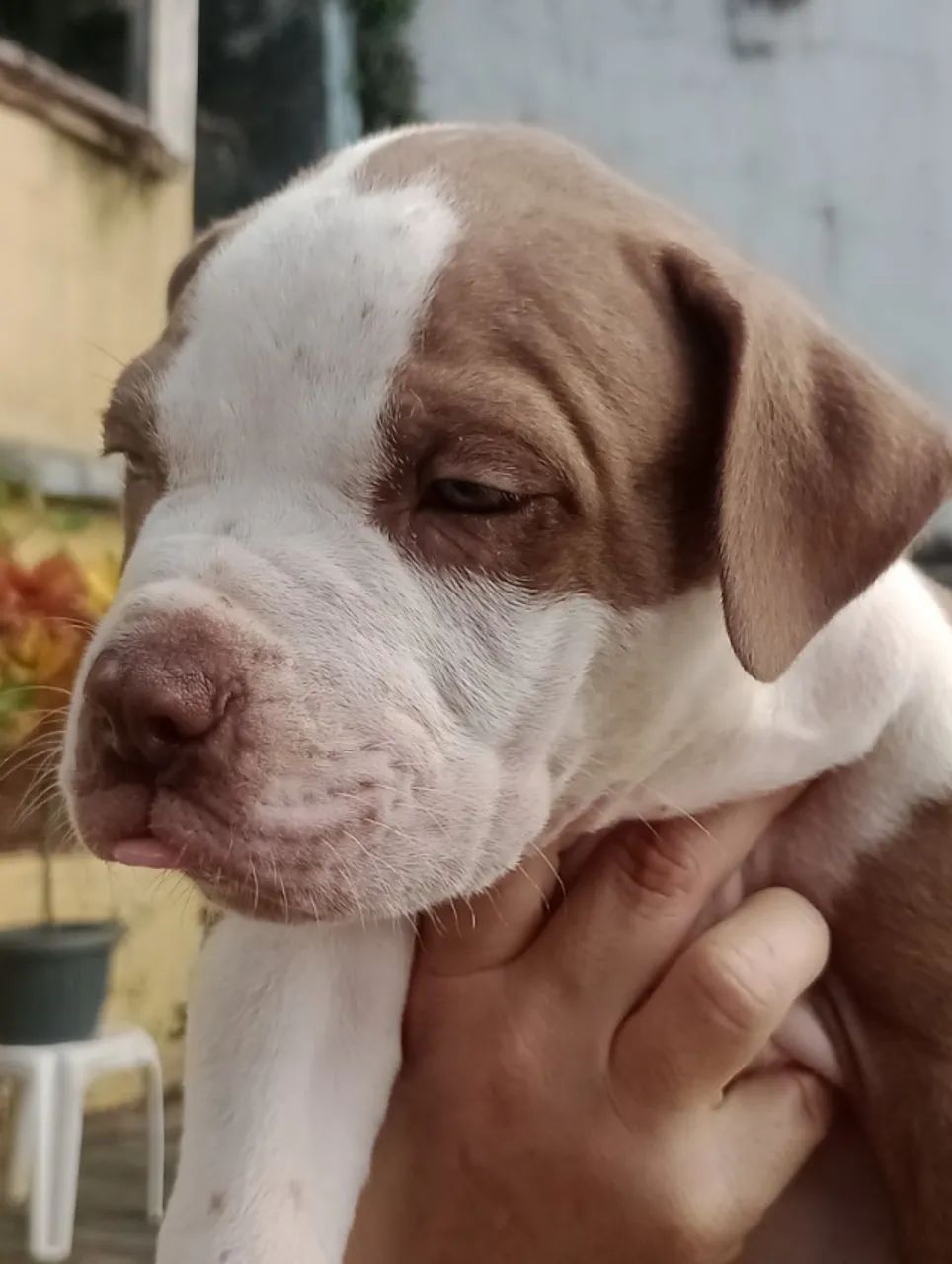  Filhotes Pit Monsters 2 meses - Foto 4