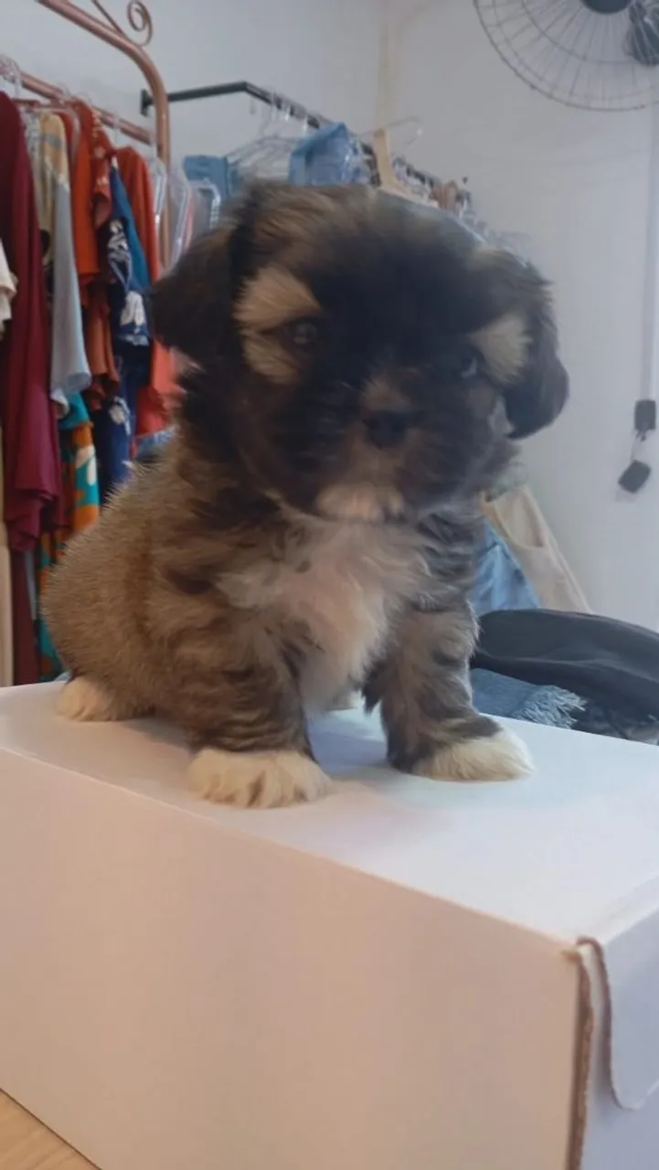 Vendo Filhote Shih Tzu fêmea