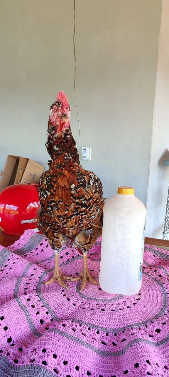 Galinha sertaneja balão  - Foto 3