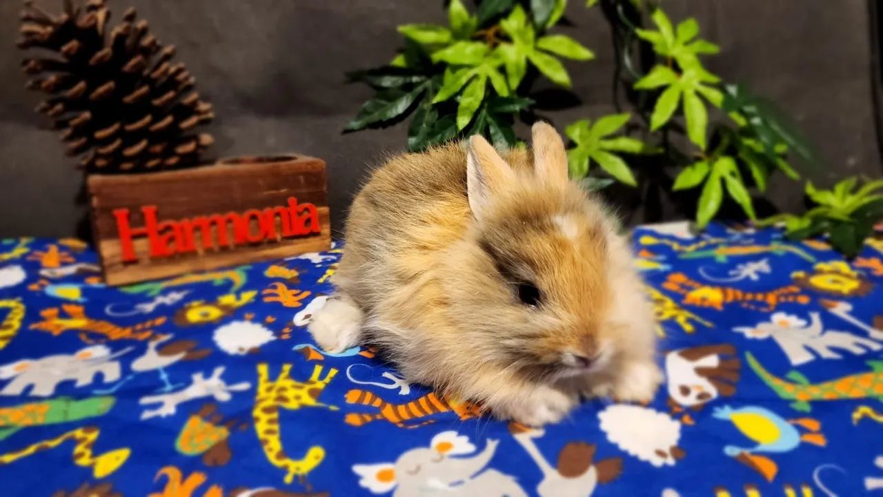 Lindos Filhotes Disponíveis Mini Coelhos Lion Head  - Foto 5