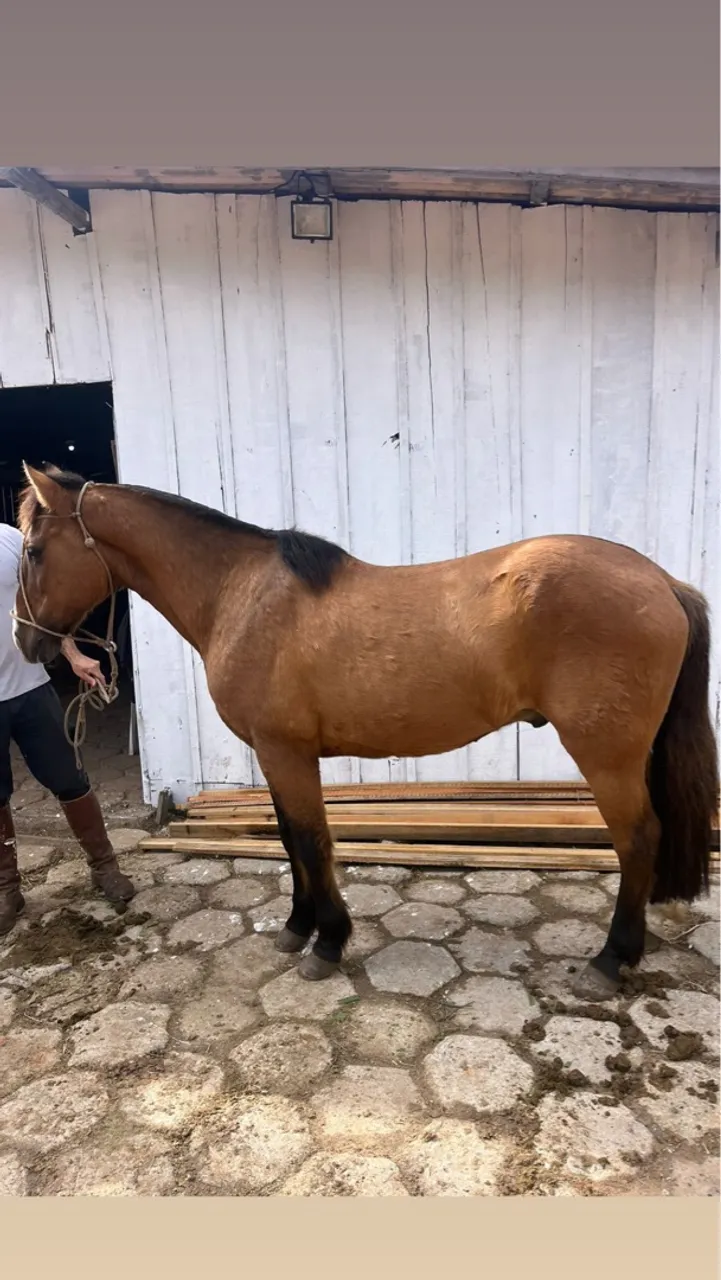 Cavalo Crioulo Manso para criança é bom para laço comprido