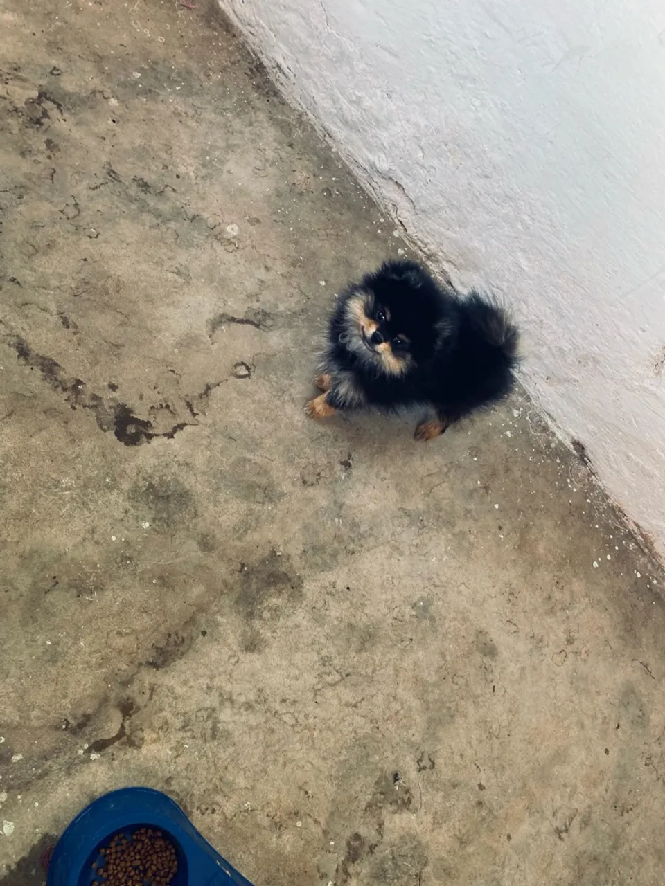 Vendo