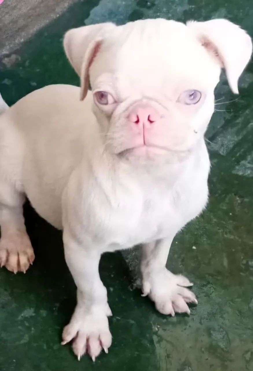 Filhote pug albino macho
